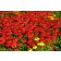 Photo Courtesy of Ball Horticultural Company
