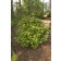 Photo Courtesy of Bailey Nurseries Inc.