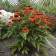 Photo Courtesy of Walter's Gardens, Inc.