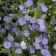 Photo Courtesy of Walter's Gardens, Inc.