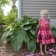 Photo Courtesy of Walter's Gardens, Inc.