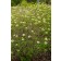 Photo Courtesy of Bailey Nurseries Inc.