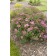 Photo Courtesy of Bailey Nurseries Inc.