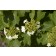 Photo Courtesy of Bailey Nurseries Inc.