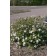 Photo Courtesy of Bailey Nurseries inc.