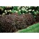 Photo Courtesy of Bailey Nurseries Inc.