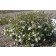 Photo Courtesy of Bailey Nurseries inc.