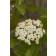 Photo Courtesy of Bailey Nurseries Inc.