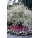 Top-Grafted Tree Form - Photo Courtesy of Bailey Nurseries Inc.