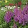Photo Courtesy of Walter's Gardens, Inc.
