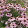 Photo Courtesy of Walter's Gardens, Inc.