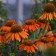 Photo Courtesy of Walter's Gardens, Inc.