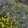 Photo Courtesy of Walter's Gardens, Inc.