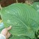 Photo Courtesy of Walter's Gardens, Inc.