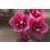 Photo Courtesy of Bailey Nurseries Inc.