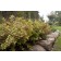 Photo Courtesy of Bailey Nurseries Inc.