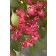 Photo Courtesy of Bailey Nurseries Inc.