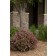 Photo Courtesy of Bailey Nurseries Inc.