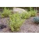Photo Courtesy of Bailey Nurseries Inc.