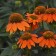 Photo Courtesy of Walter's Gardens, Inc.