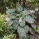 Photo Courtesy of Walter's Gardens, Inc.