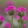 Photo Courtesy of Walter's Gardens, Inc.