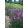 Photo Courtesy of Ball Horticultural Company