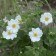 Photo Courtesy of Walter's Gardens, Inc.