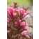 Photo Courtesy of Bailey Nurseries Inc.