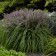 Photo Courtesy of Walter's Gardens, Inc.