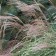 Photo Courtesy of Walter's Gardens, Inc.