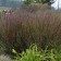 Photo Courtesy of Walter's Gardens, Inc.