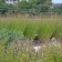 Photo Courtesy of Walter's Gardens, Inc.