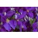 Photo Courtesy of Bailey Nurseries Inc.