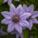 Photo Courtesy of Walter's Gardens, Inc.