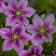 Photo Courtesy of Walter's Gardens, Inc.