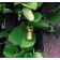 Photo Courtesy of Bailey Nurseries Inc.