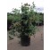 Photo Courtesy of Bailey Nurseries Inc.