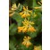 Photo Courtesy of Bailey Nurseries Inc.