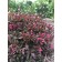 Photo Courtesy of Bailey Nurseries Inc.