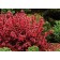 Photo Courtesy of Bailey Nurseries Inc.