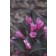 Photo Courtesy of Bailey Nurseries Inc.