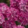 Photo Courtesy of Walter's Gardens, Inc.