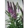 Photo Courtesy of Ball Horticultural Company