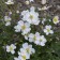 Photo Courtesy of Walter's Gardens, Inc.