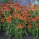 Photo Courtesy of Walter's Gardens, Inc.