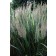 Photo Courtesy of Bailey Nurseries Inc.