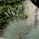 Photo Courtesy of Walter's Gardens, Inc.