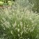 Photo Courtesy of Walter's Gardens, Inc.