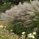 Photo Courtesy of Walter's Gardens, Inc.